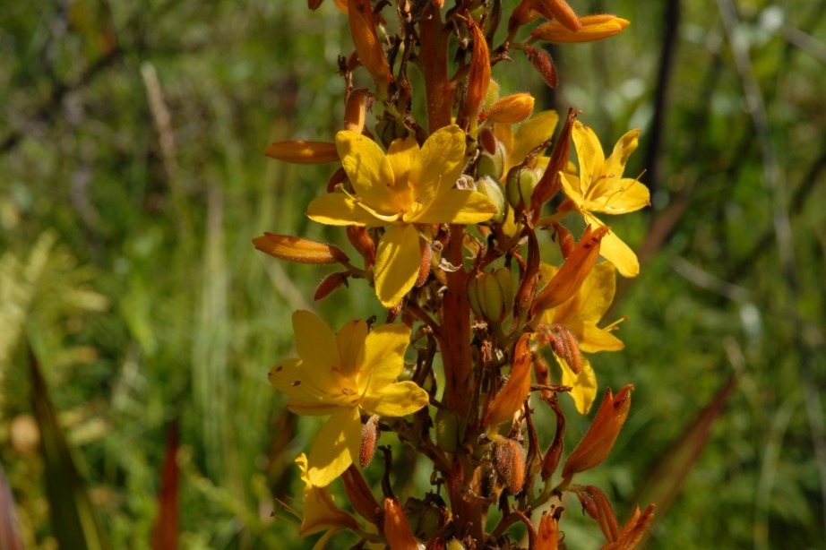 haemodoraceae