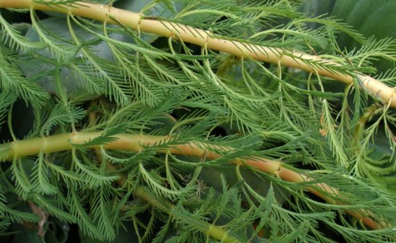 Haloragaceae