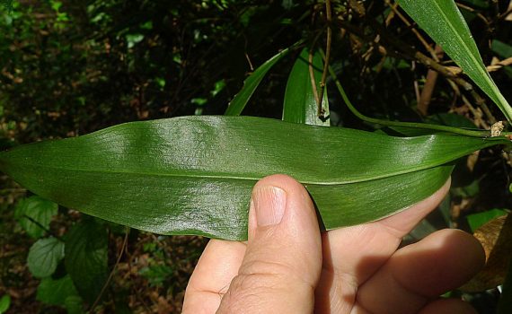 Herreriaceae