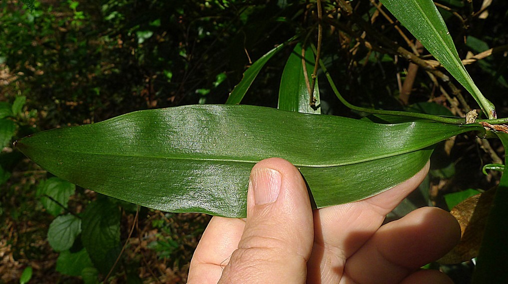 herreriaceae