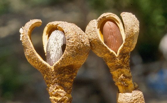 Hydnoraceae
