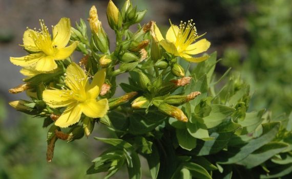 Hypericaceae
