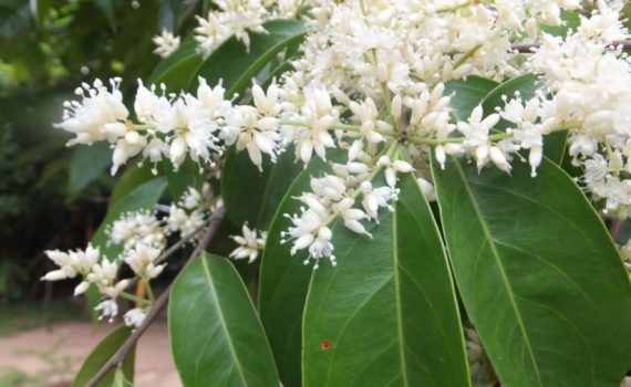Ixonanthaceae