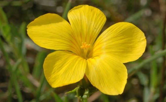 Linaceae