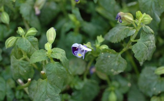 Linderniaceae