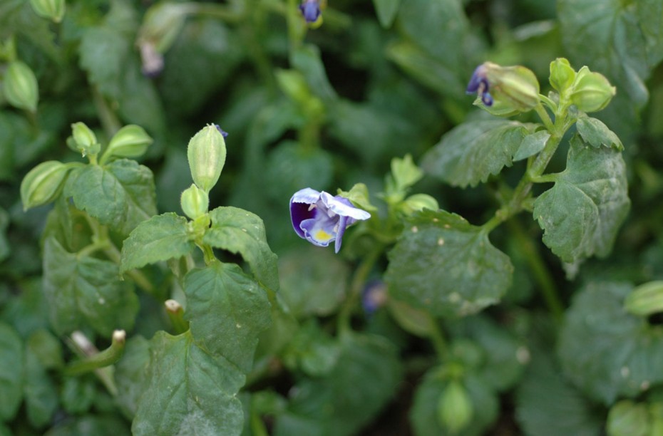 linderniaceae
