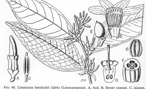 Lissocarpaceae