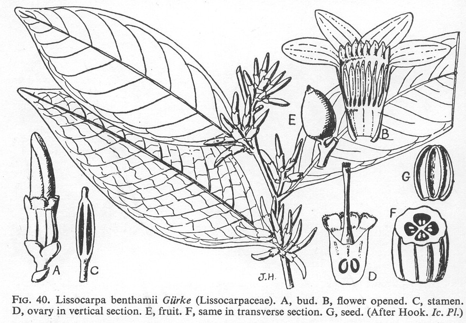 lissocarpaceae