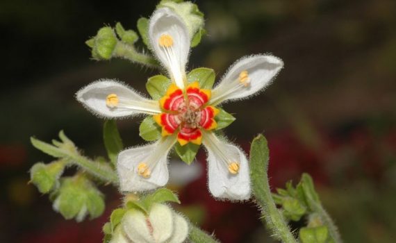 Loasaceae