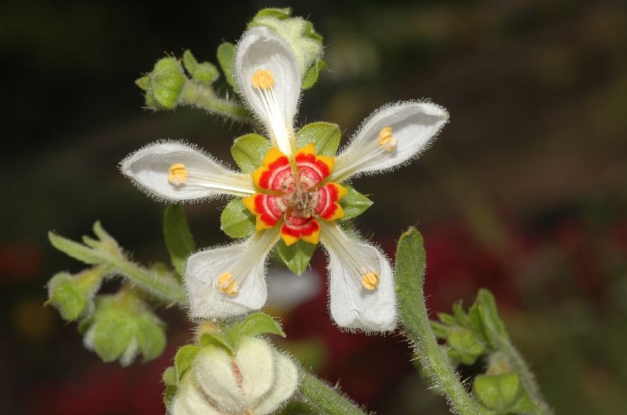 loasaceae