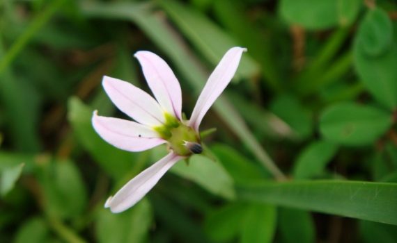 Lobeliaceae