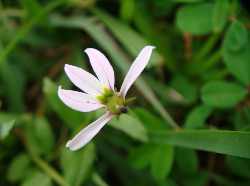 lobeliaceae