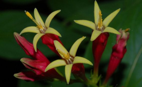 Loganiaceae