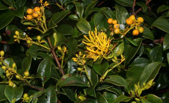 Loranthaceae