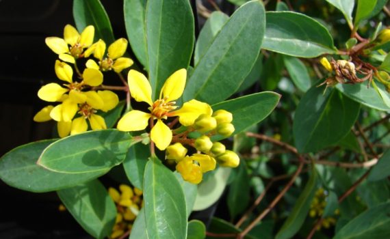 Malpighiaceae