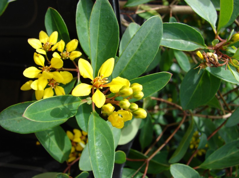malpighiaceae