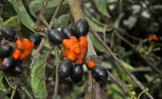 Monimiaceae