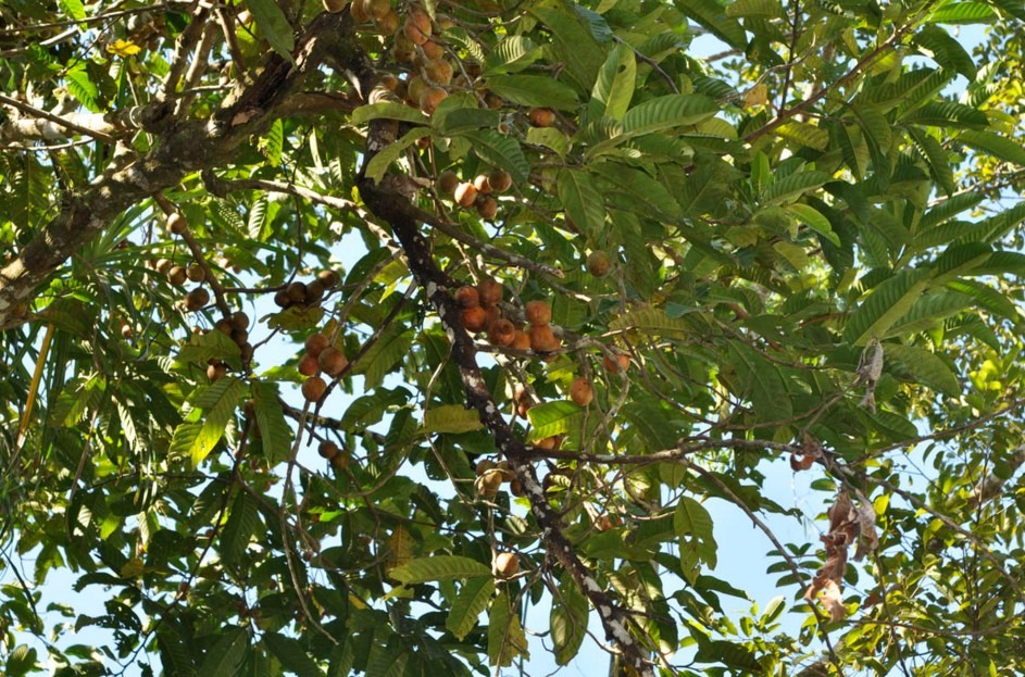 myristicaceae