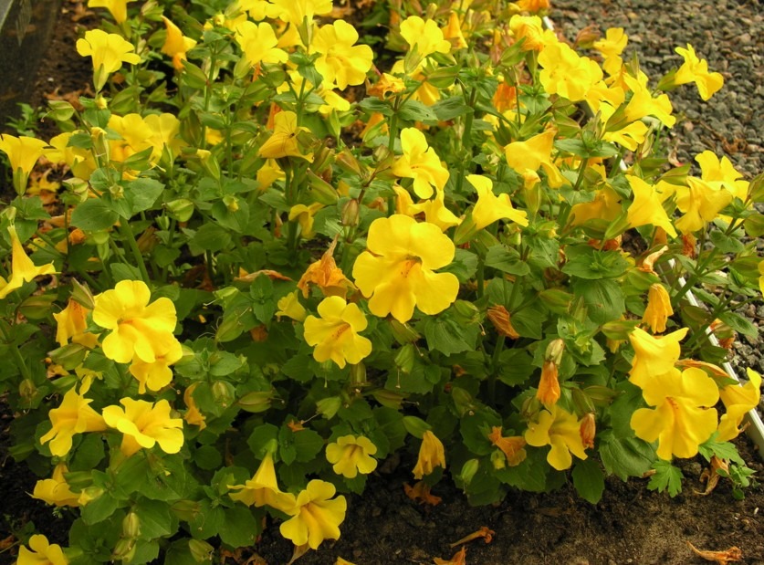 phrymaceae