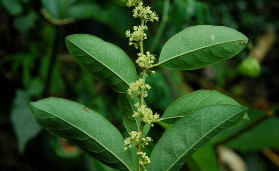 Phyllanthaceae