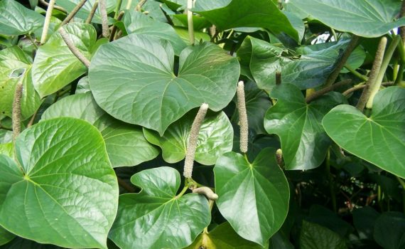 Piperaceae