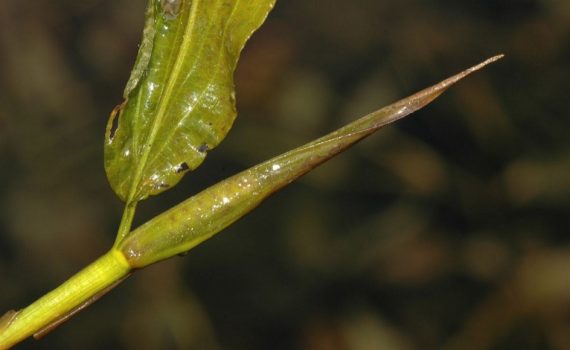 Potamogetonaceae