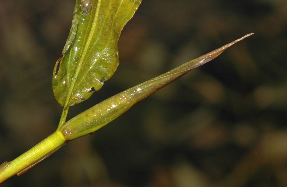 potamogetonaceae