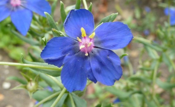 Primulaceae