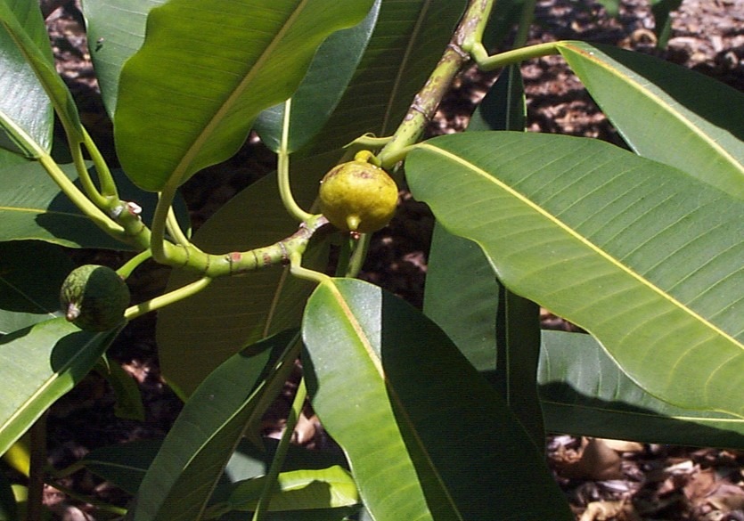 quiinaceae