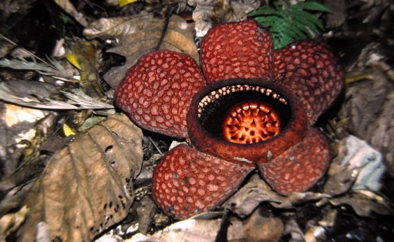 Rafflesiaceae