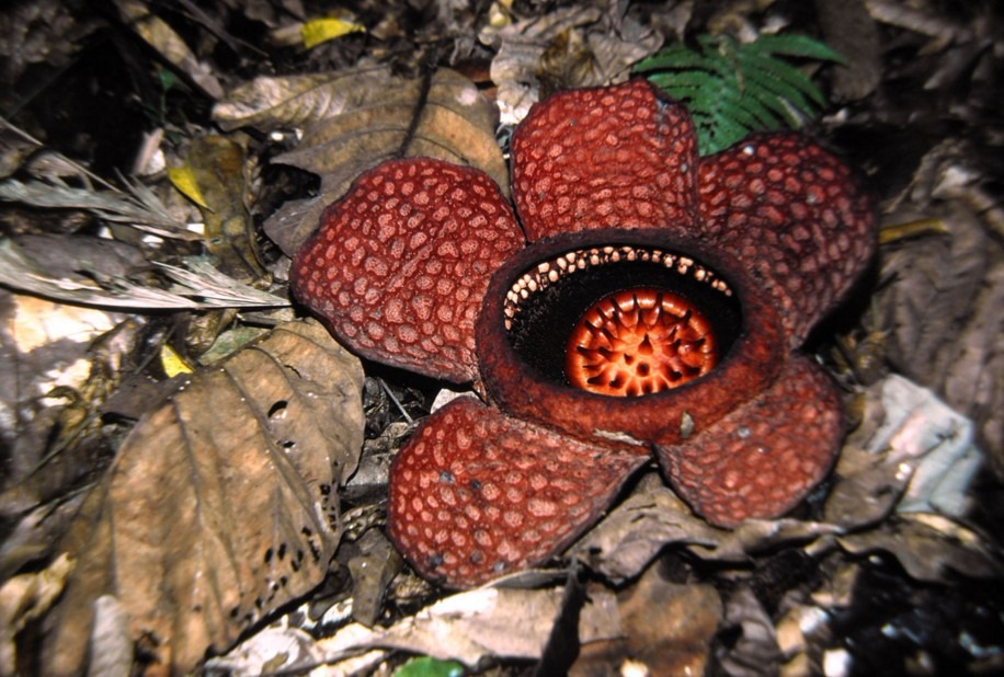 rafflesiaceae