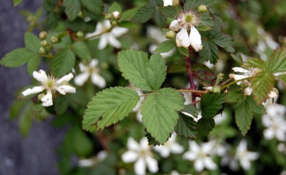 Rosaceae