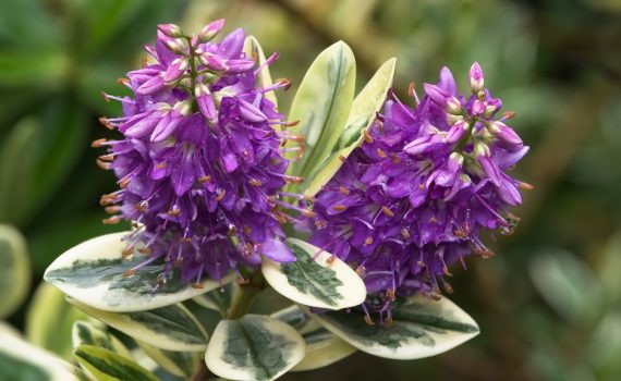 Scrophulariaceae