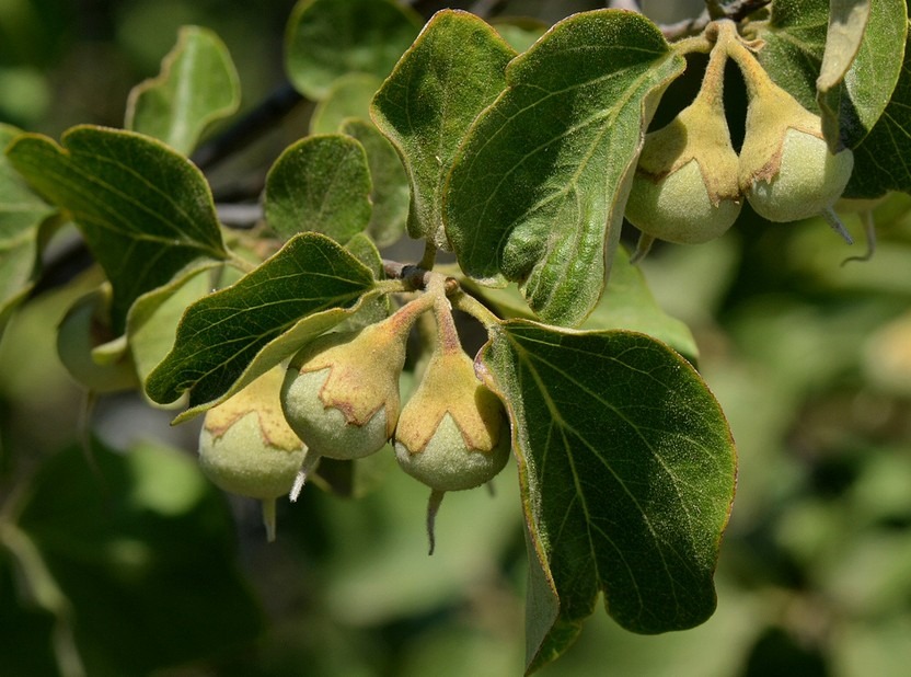 styracaceae