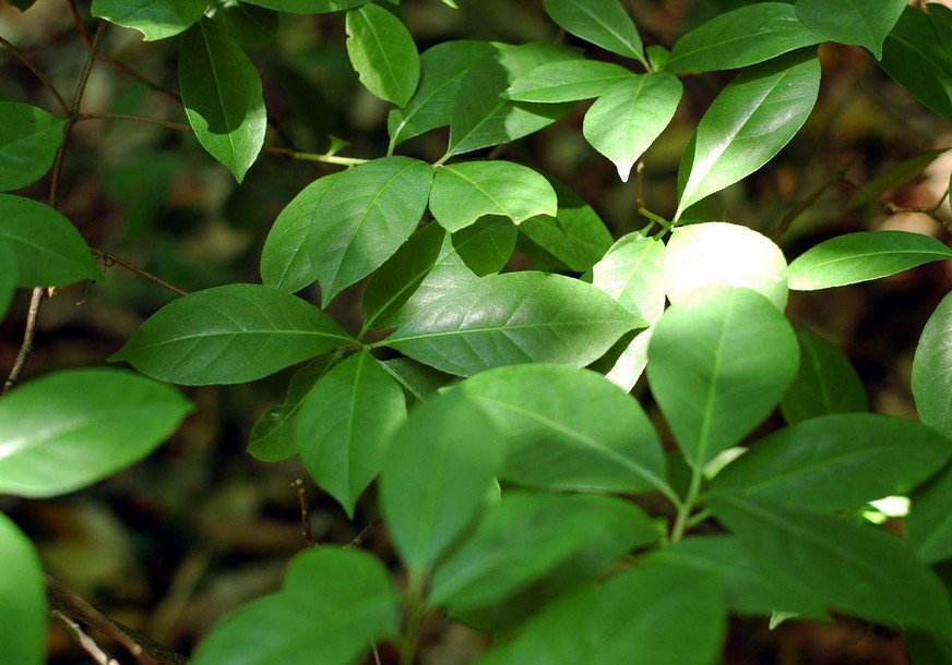 symplocaceae