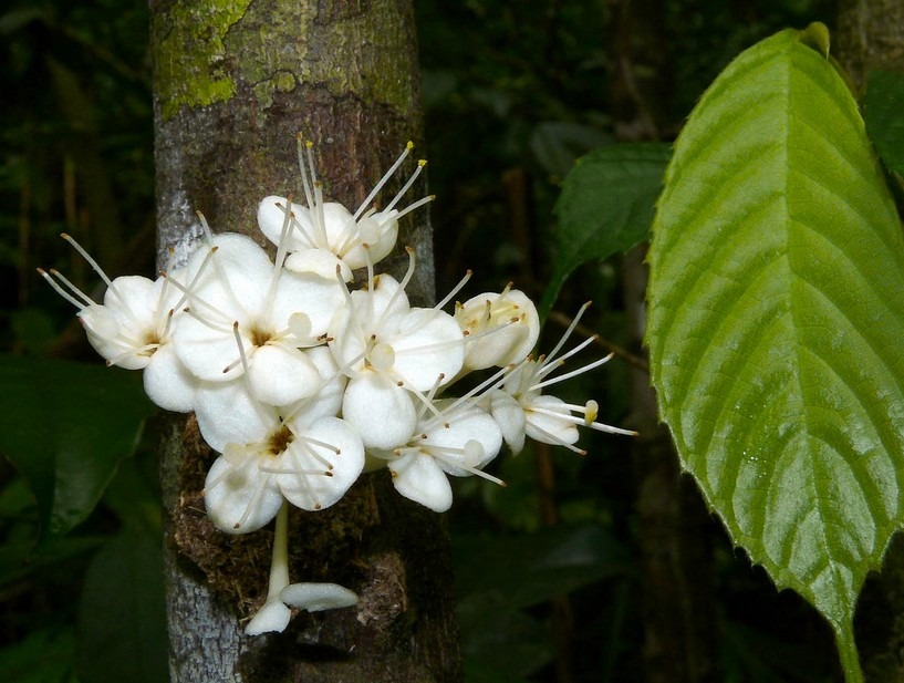 thymelaeaceae