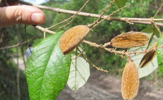 Trigoniaceae