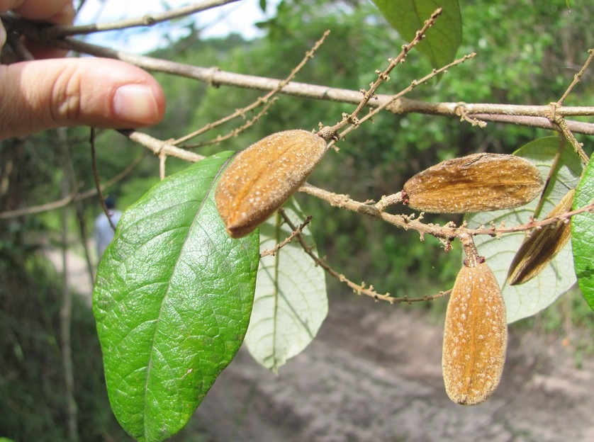 trigoniaceae