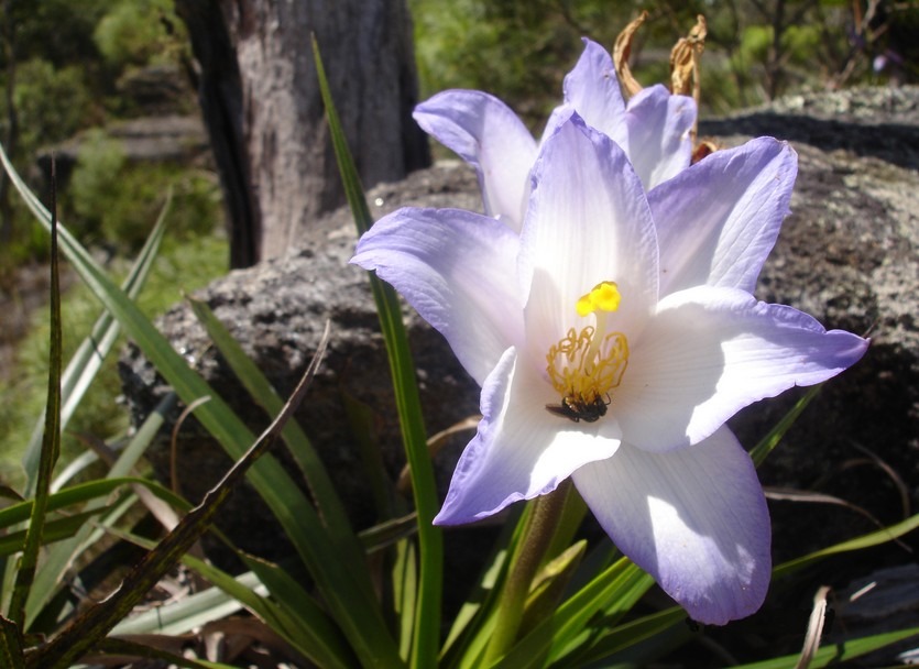 velloziaceae