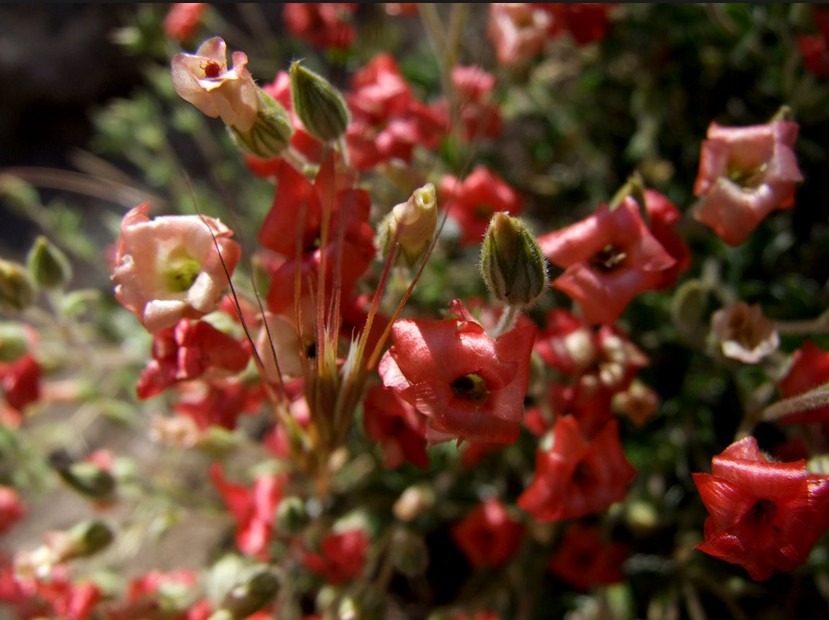 vivianiaceae