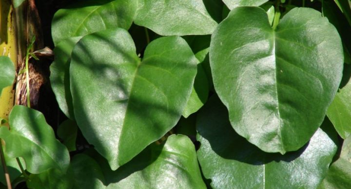 plantas alimenticias nao convencionais PANCs