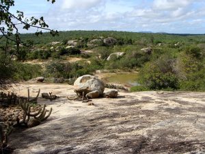 Caatinga - Vegetação